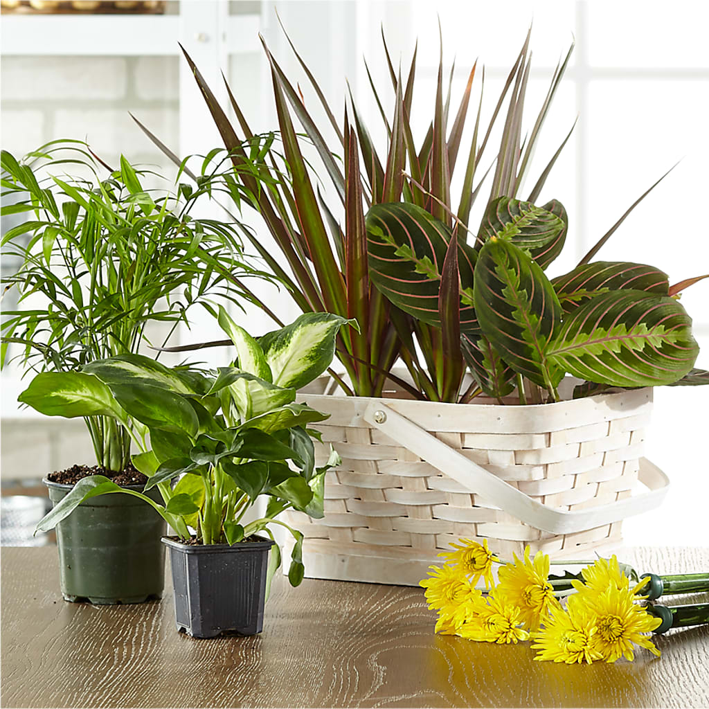 Florist Designed Blooming and Green Plants in a Basket – Floral Delights Etc, Daleville AL