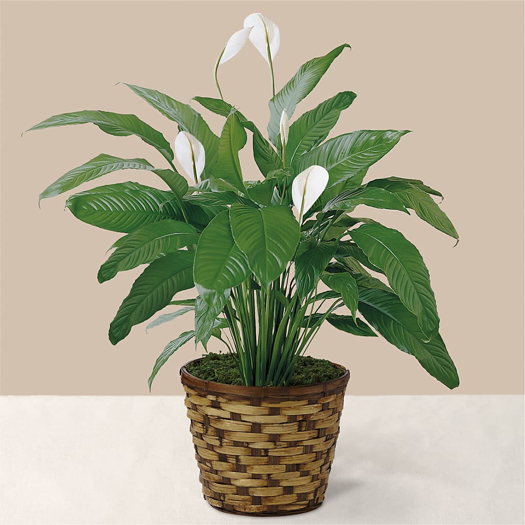 Tranquil Moments Peace Lily Plant – Floral Delights Etc, Daleville AL