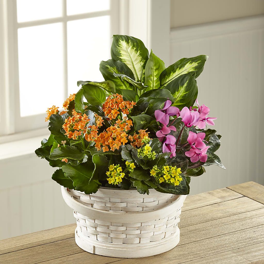 Color Crush Dishgarden – Floral Delights Etc, Daleville AL
