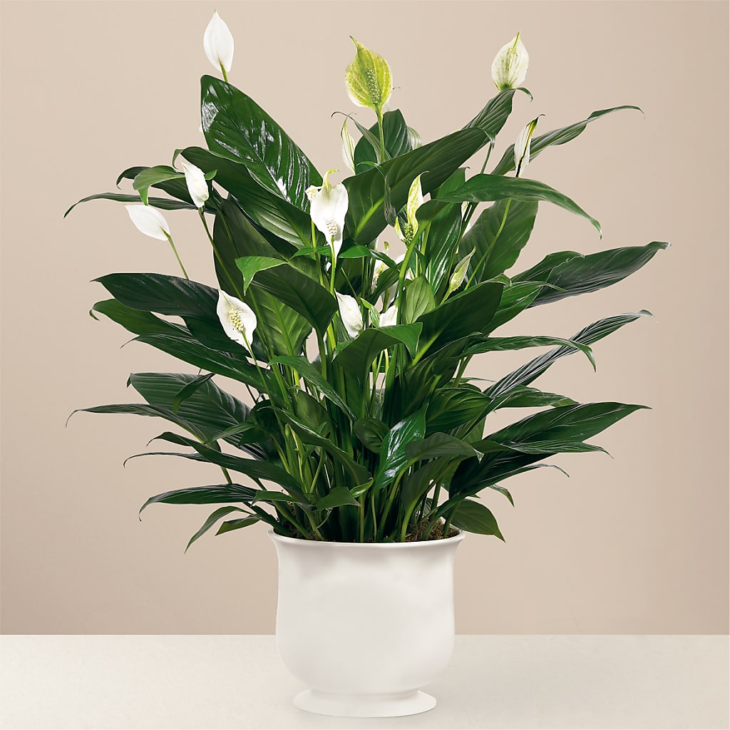 Comfort Planter – Floral Delights Etc, Daleville AL
