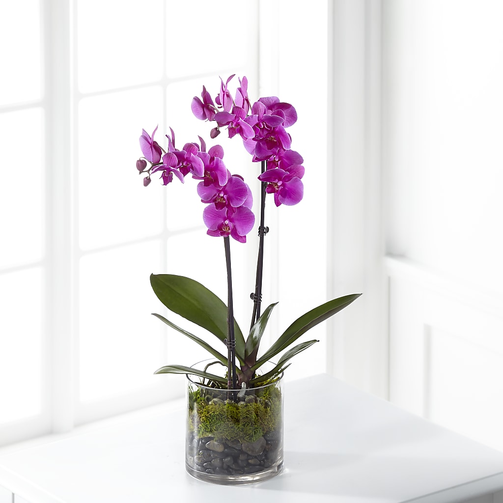Pink Orchid Plant – Floral Delights Etc, Daleville AL