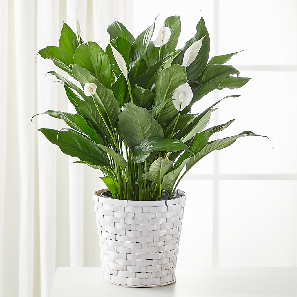 A New Leaf Peace Lily – Floral Delights Etc, Daleville AL