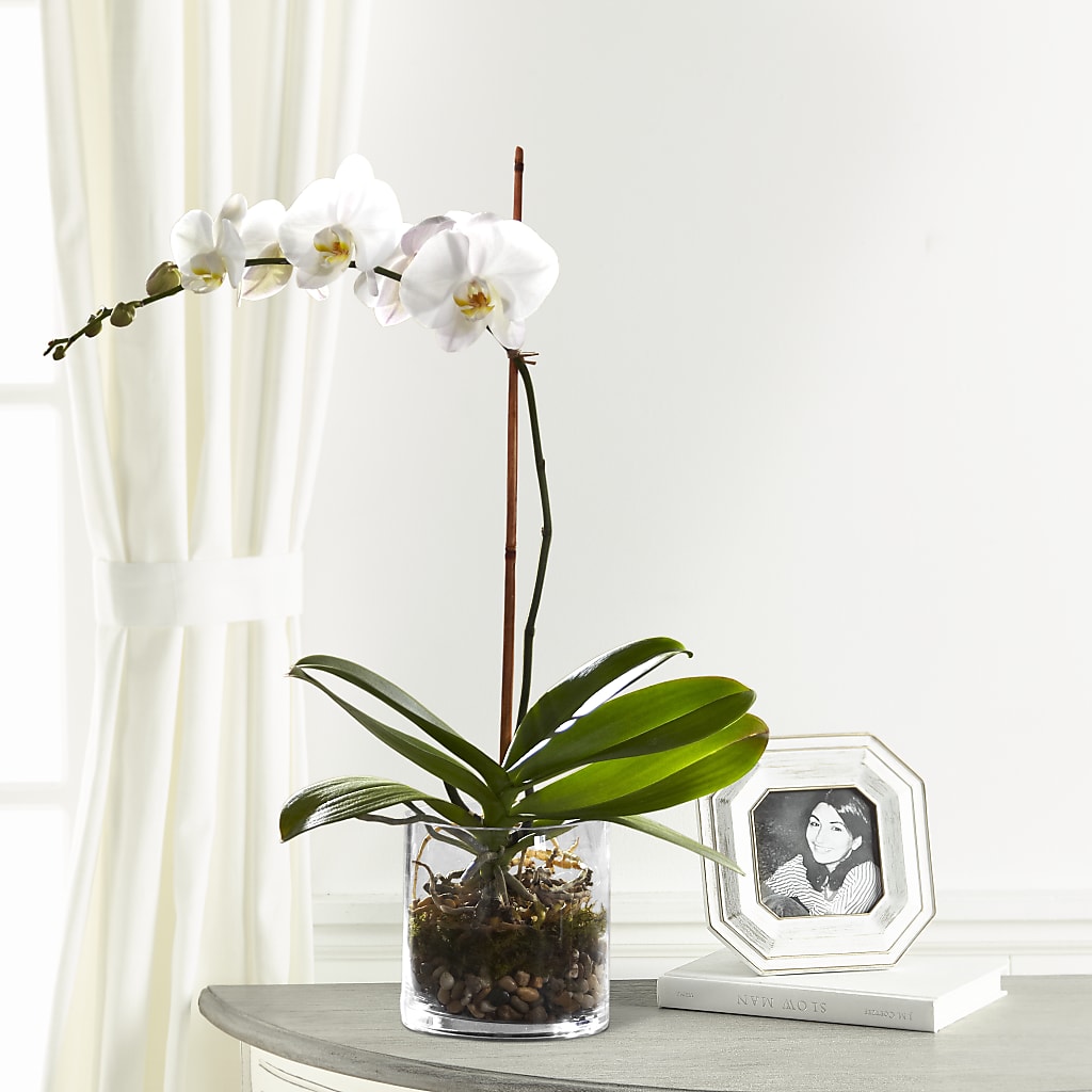 White Orchid Planter – Floral Delights Etc, Daleville AL