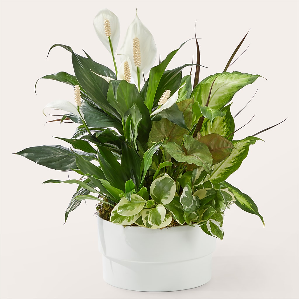 Radiating Positivity Dishgarden – Floral Delights Etc, Daleville AL