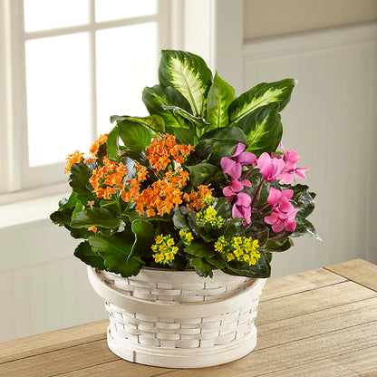 Color Crush Dishgarden –  Floral Delights Etc, Daleville AL
