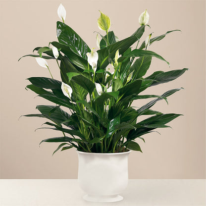 Comfort Planter –  Floral Delights Etc, Daleville AL