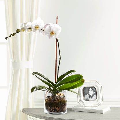 White Orchid Planter –  Floral Delights Etc, Daleville AL