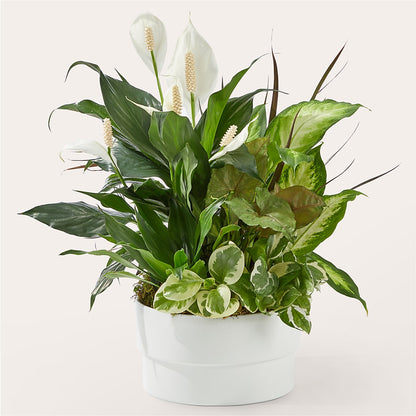 Radiating Positivity Dishgarden –  Floral Delights Etc, Daleville AL